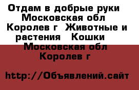 Отдам в добрые руки - Московская обл., Королев г. Животные и растения » Кошки   . Московская обл.,Королев г.